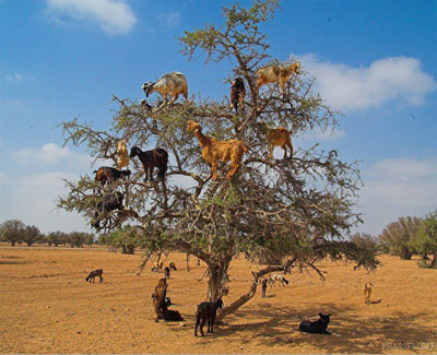 argan tree with goats