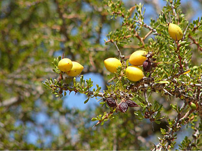 Moroccan Trees